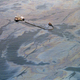 Image for article titled 30 years later, photos from the Exxon Valdez spill remain haunting